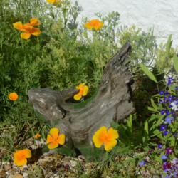 Squirrel 36cm Driftwood Effect [picture 08] a lifestyle image